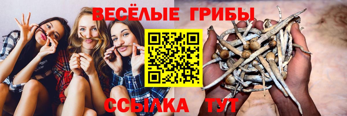 Псилоцибиновые грибы мицелий Алексин